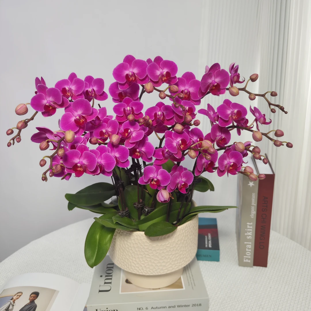 蝴蝶兰<紫气东来>紫红色系 鲜花绿植 带花带花苞 陶瓷盆随发