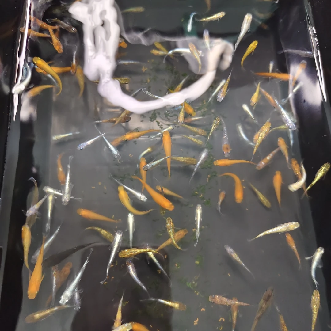 观背青鳉小型冷水观赏鱼不打氧不过滤好养活适合新手鱼观赏鱼