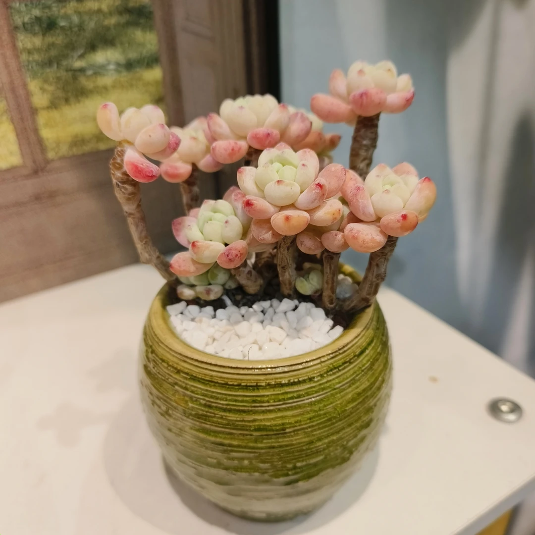 【多肉上新】劳尔老桩多肉植物室内室外阳台窗台花卉