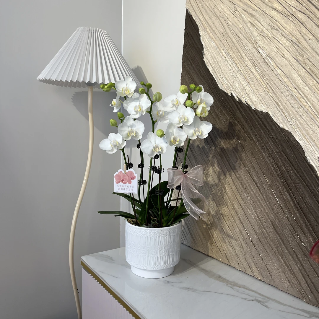 【阿玛】白色系高级感小花蝴蝶兰 桌面绿植摆件