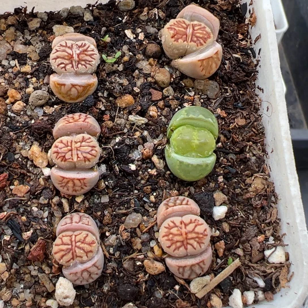 2.23好看的多肉592