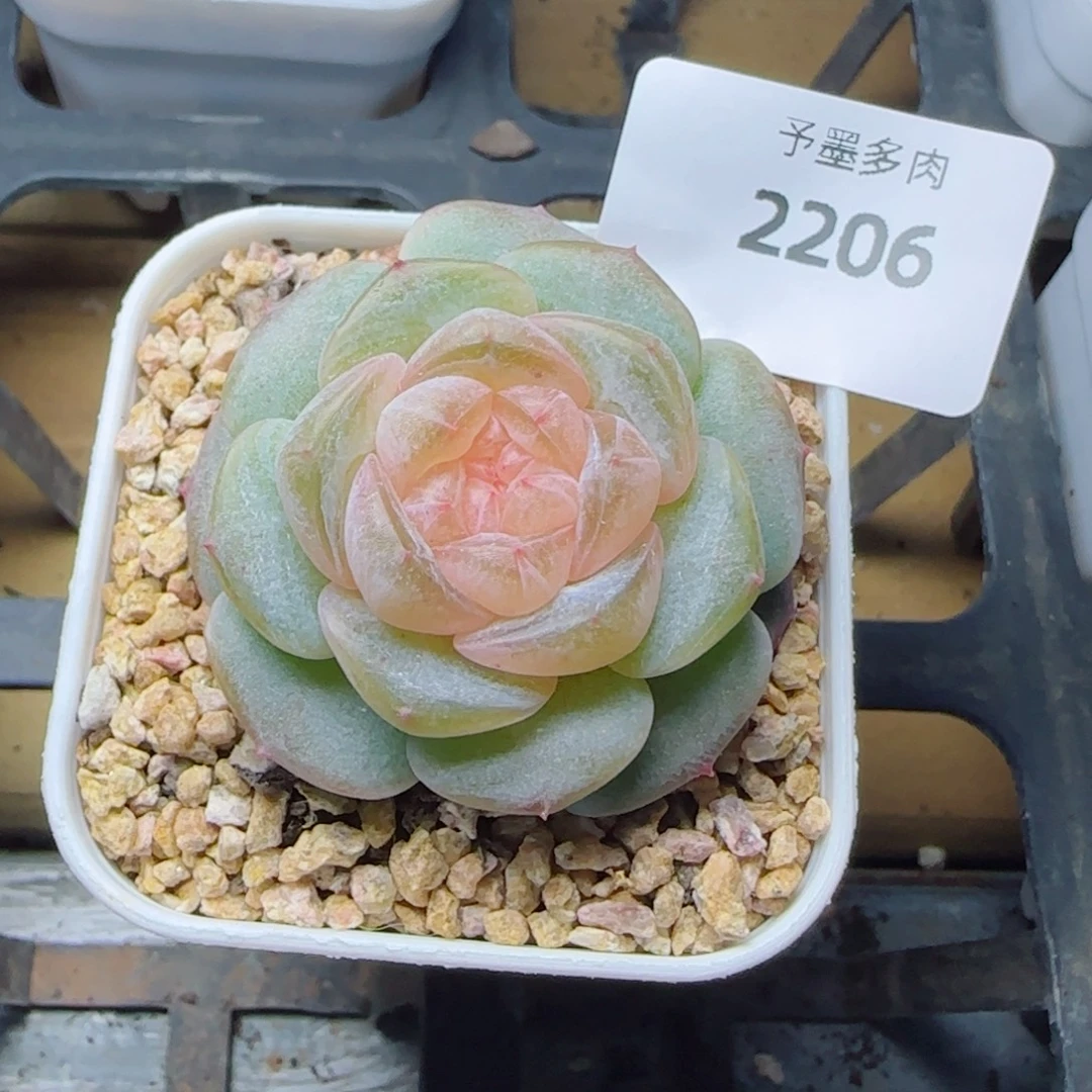 奶油黄桃，2206多肉植物