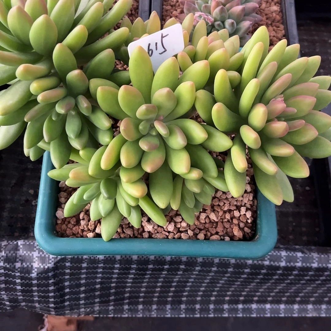 615模特芒果奶。 多肉。