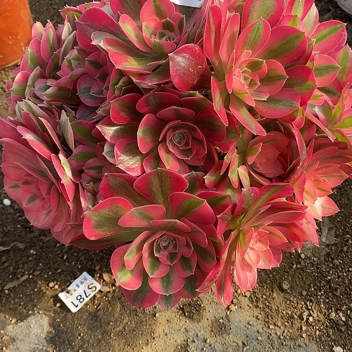 多肉植物女巫709多肉