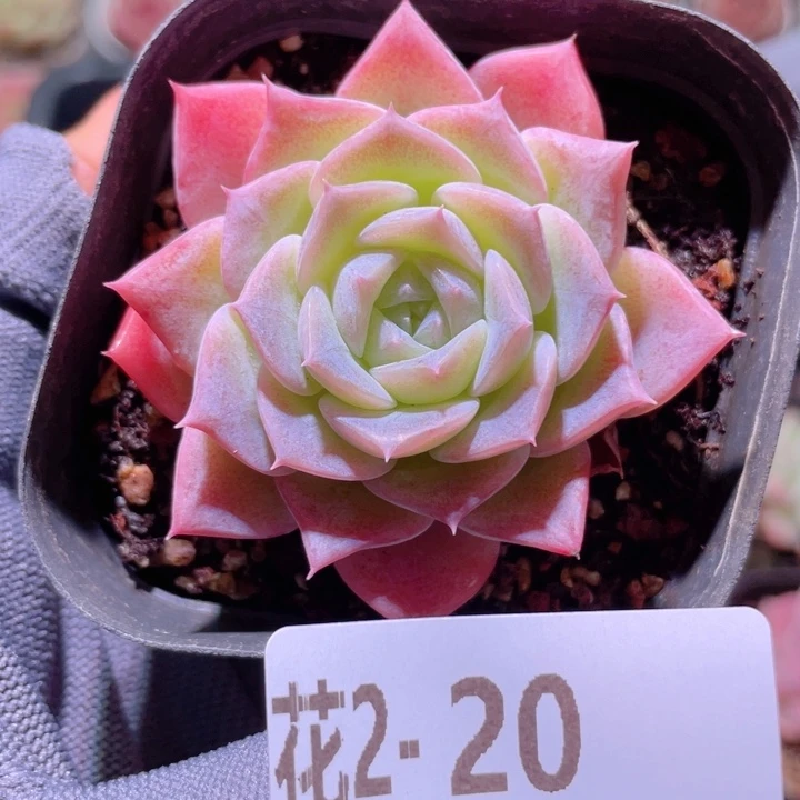 花利美 2-20纯爱