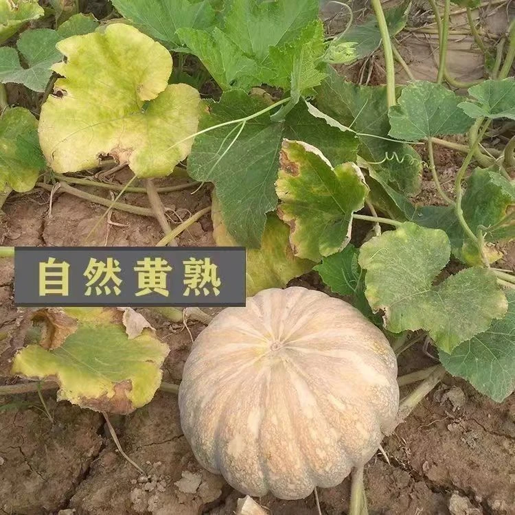 粉糯香甜磨盘南瓜新鲜蔬菜新鲜老南瓜磨盘南瓜老式盘龙小南瓜