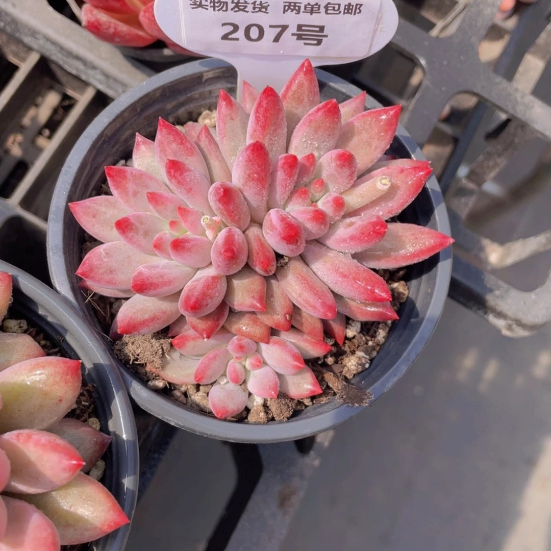 207号 虞美人大群生一个
