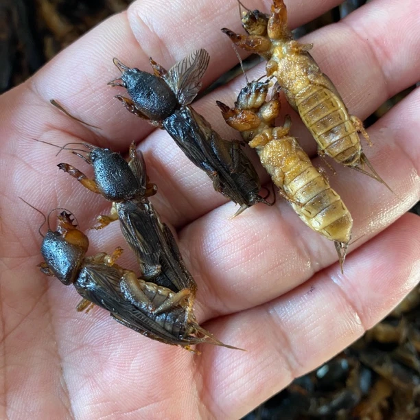 蝼蛄拉拉蛄顺丰包邮