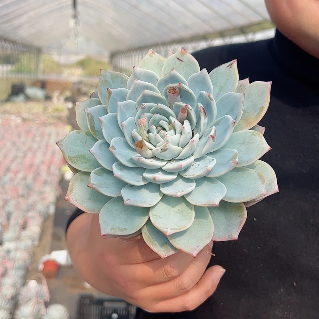 粉蓝鸟大单头多肉植物