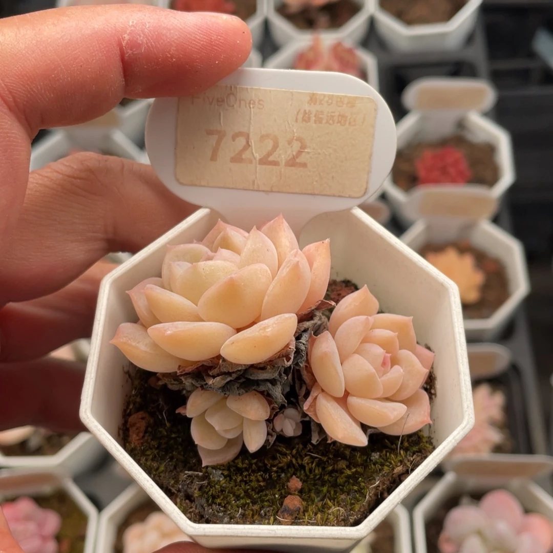 纯爱7222-6.0厘米