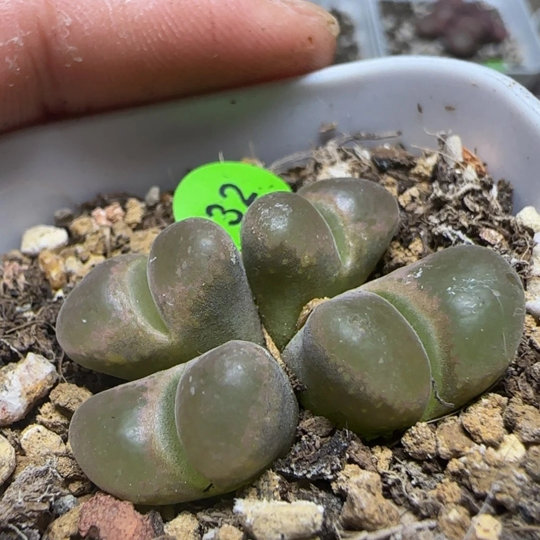 漂漂亮亮多肉植物32