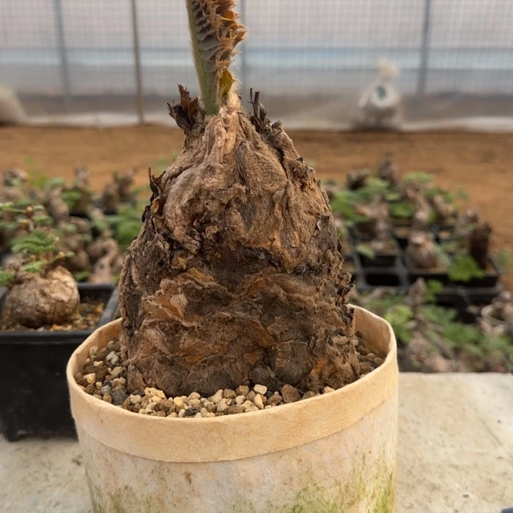 82蓝棘苏铁块根植物