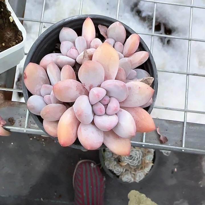 心****师青蛙王子儿童牙膏111