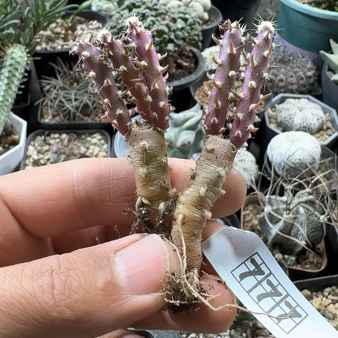 777登龙团扇脱土发货