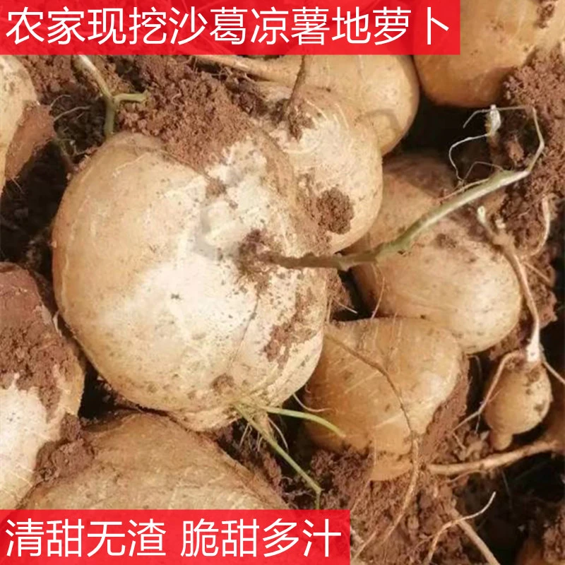 重庆农家新鲜地萝卜凉薯地瓜脆甜鲜嫩多汁可生吃