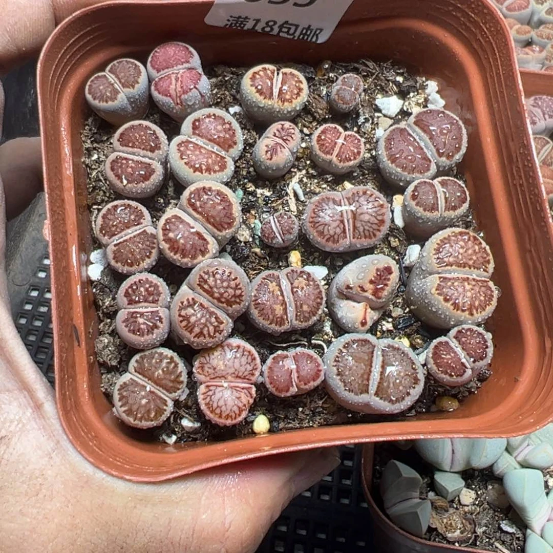【闪购商品】 635。