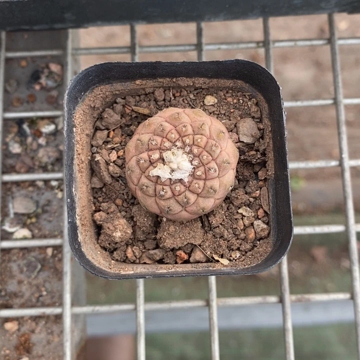 希*伯克利和格蕾纳等著名音乐家