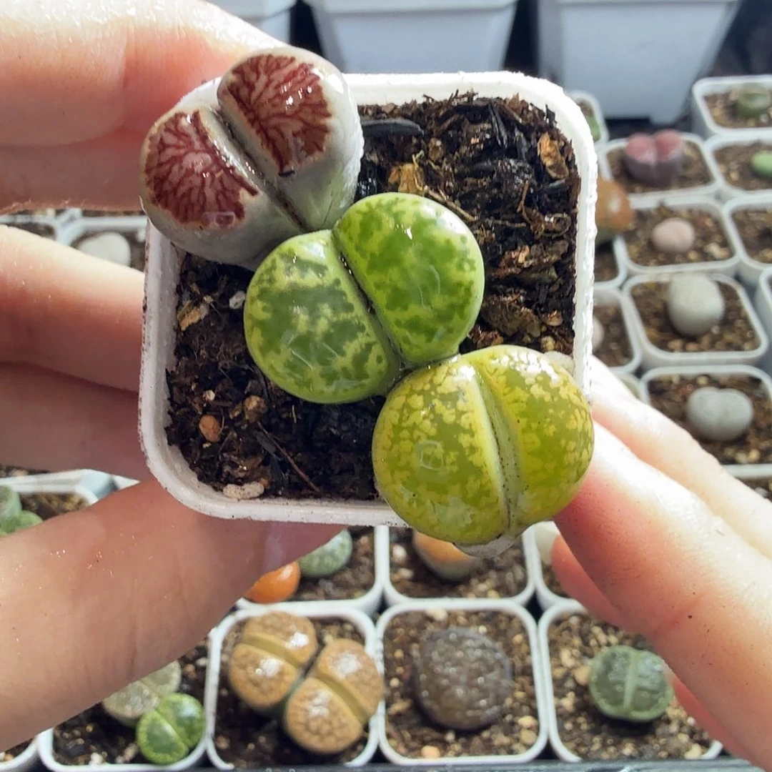 果****多肉植物和植物的253