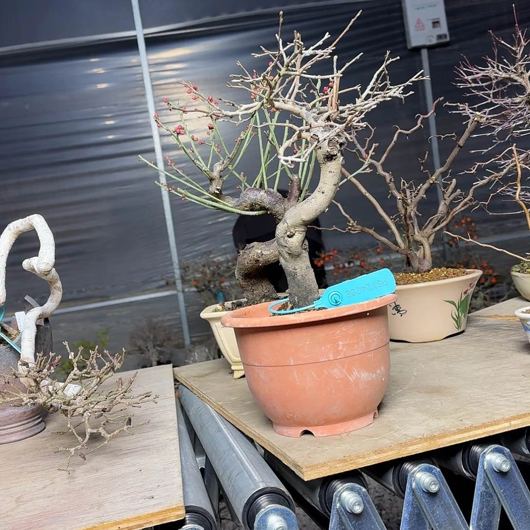 红陶二****97顺丰到付