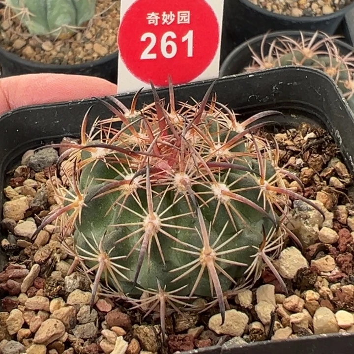 实生豪刺琥爪玉一棵仙人球