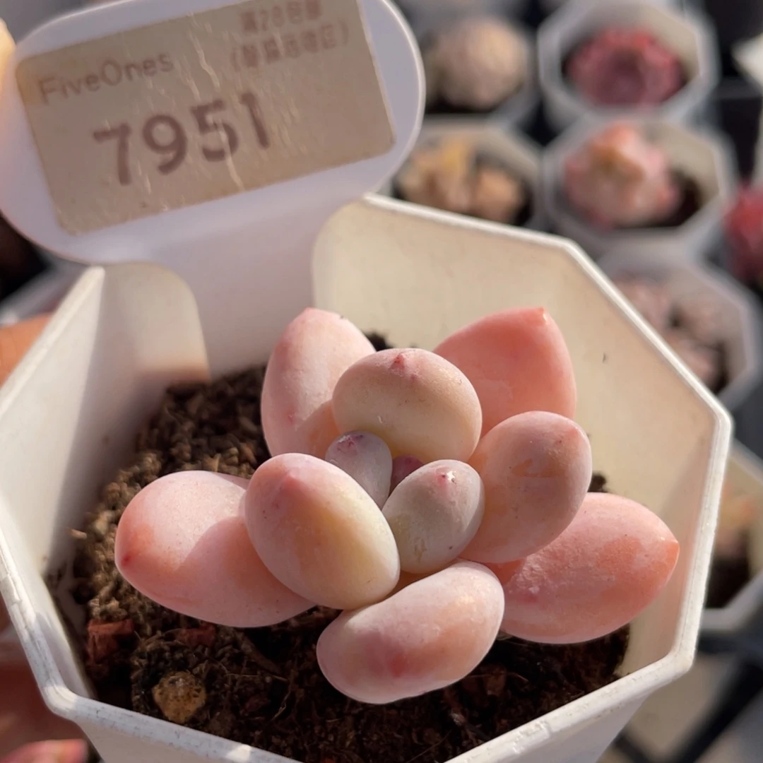 香水7951-5.0厘米