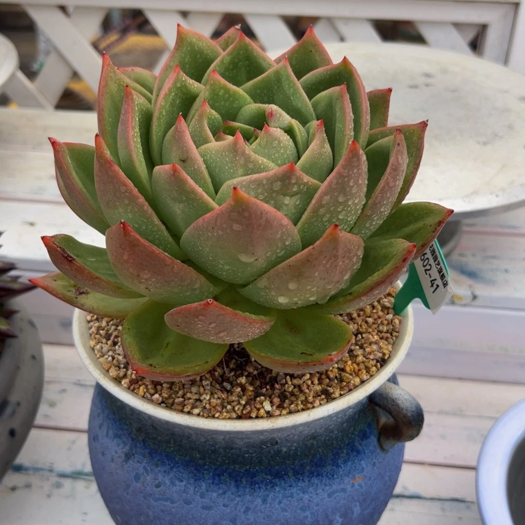 多肉一物一拍0602-41