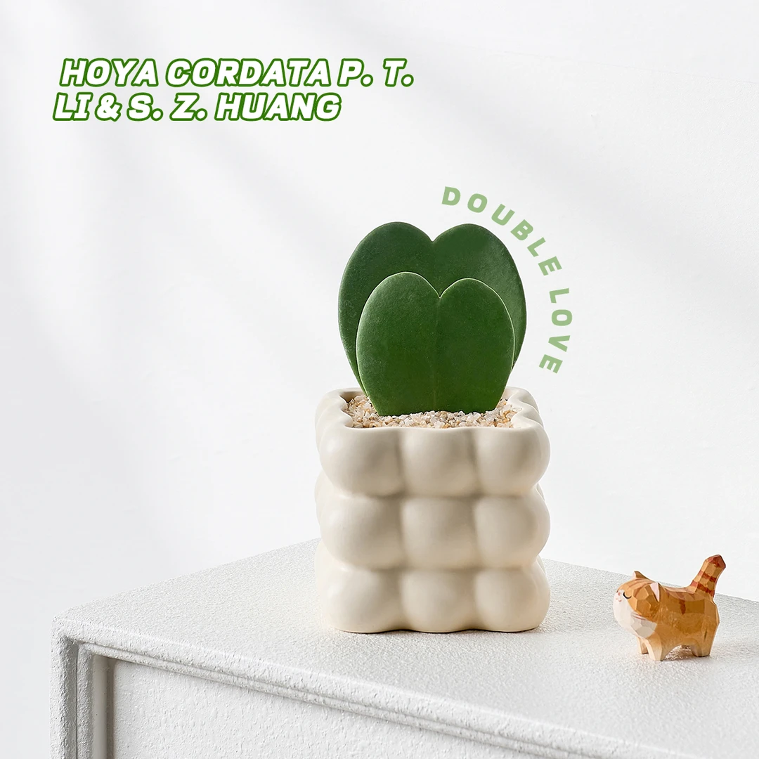 情人节可爱心叶球兰多肉植物适合桌面摆放好养植物超萌一片心盆栽