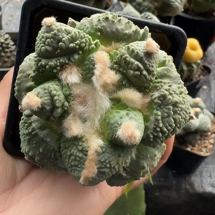 无花朵509颗粒尤怒涛牡丹