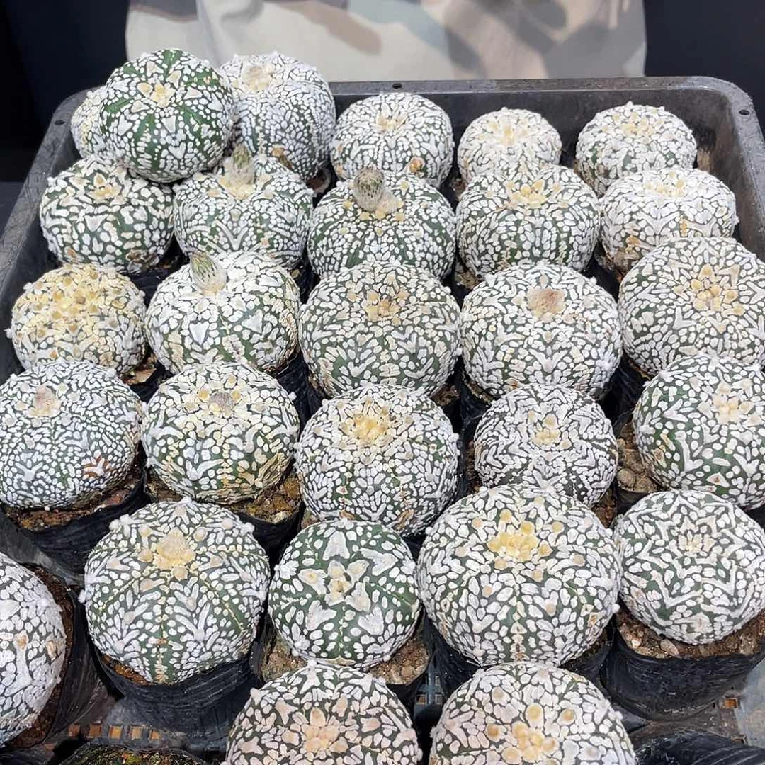 4cm实生福利战损v兜旁边有点裂