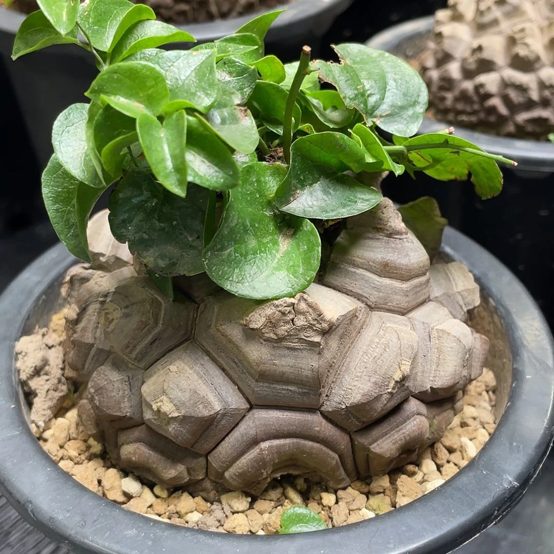 大甲龟甲龙带盆包邮