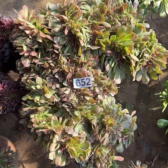 黎***明多肉植物一个玫瑰652