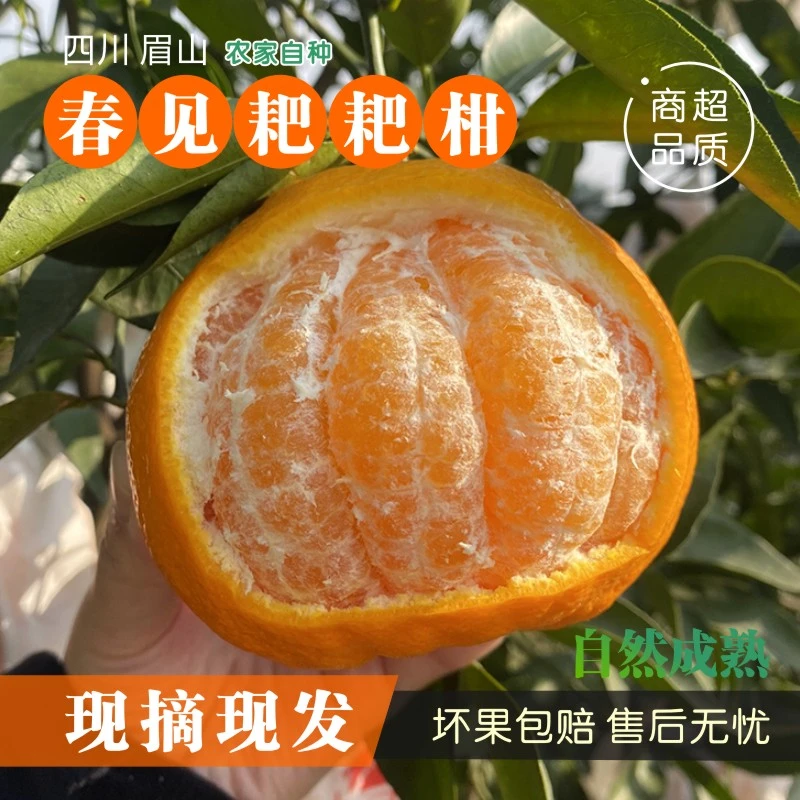 四川春见耙耙柑当季新鲜水果现摘整箱包邮当季橘子正宗爆甜丑柑桔