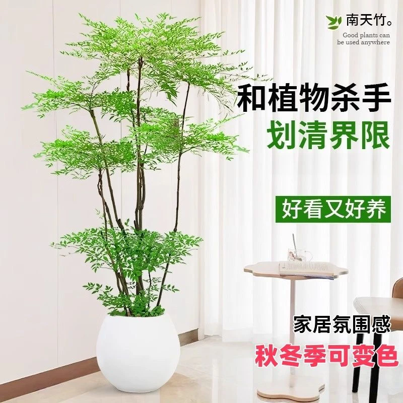 精品造型南天竹老桩火焰真树大盆栽四季观叶绿植