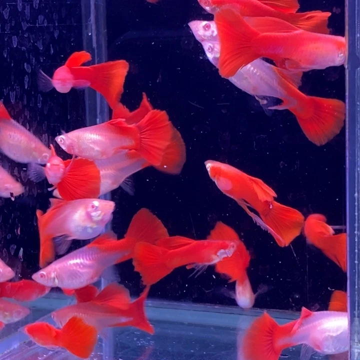 孔雀鱼福利血红20条包邮