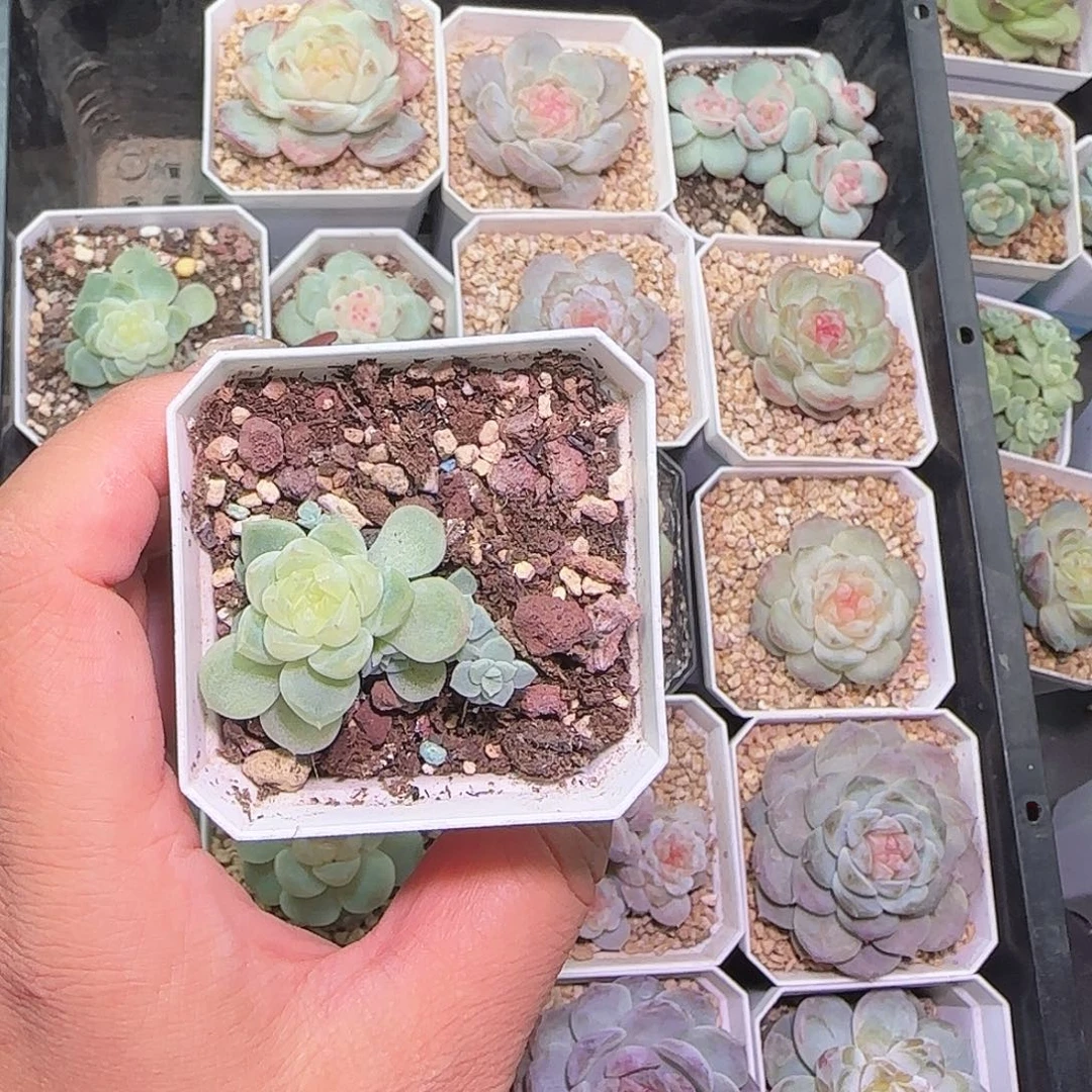 芬***h新品黄透开播福利