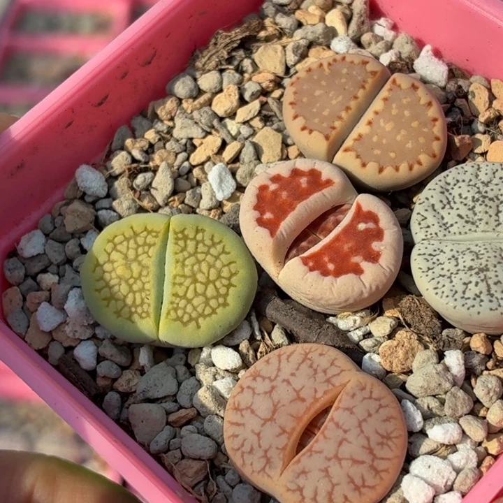 577彩拼五颗尺寸1.8+cm