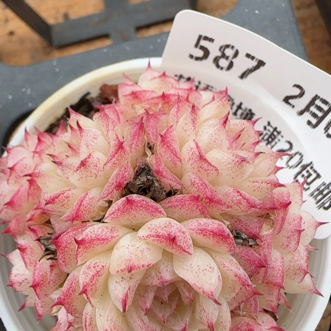 花语逸镜0203-587