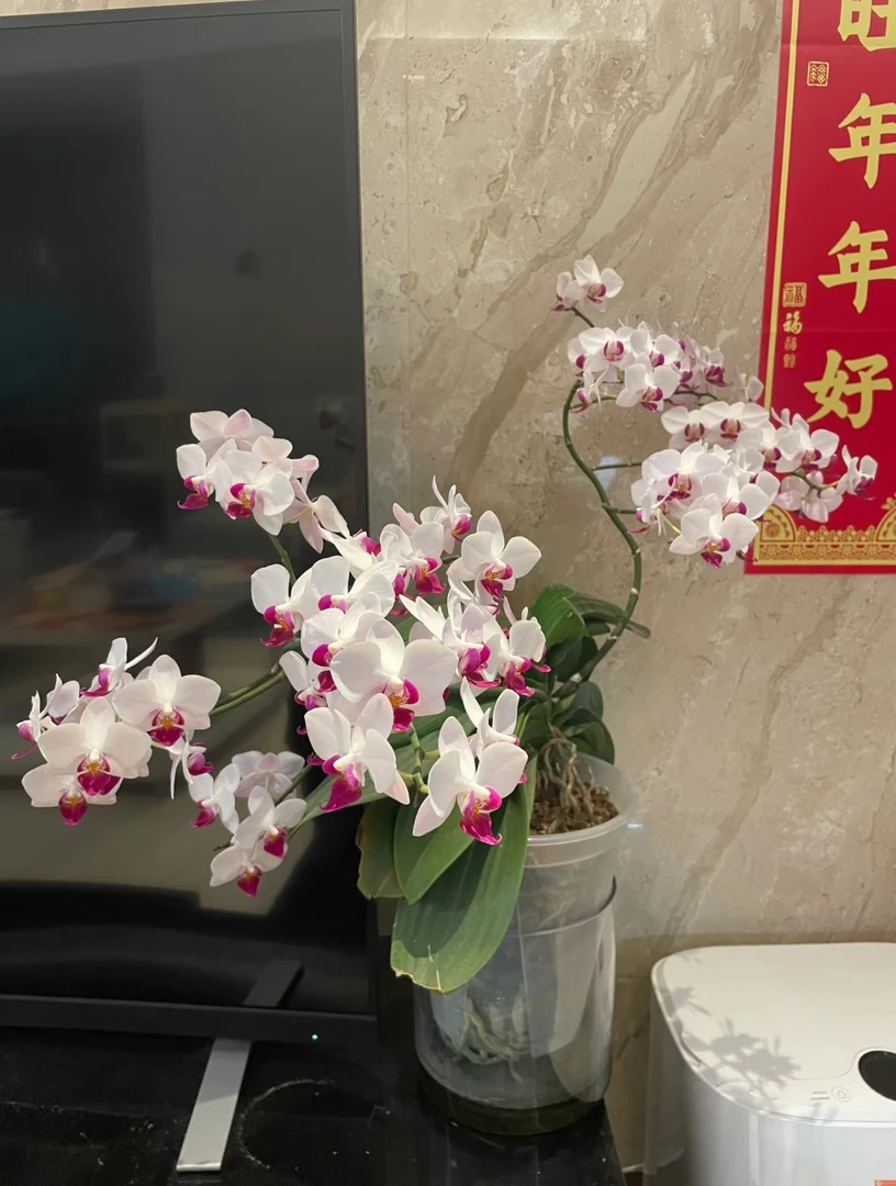 雪域1.7寸杯蝴蝶兰 没有花剑 根系好