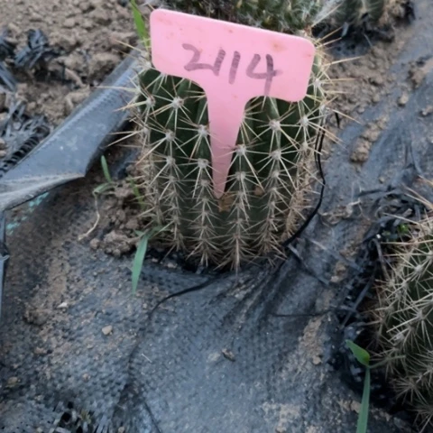 清清1号微瑕2114毛花柱