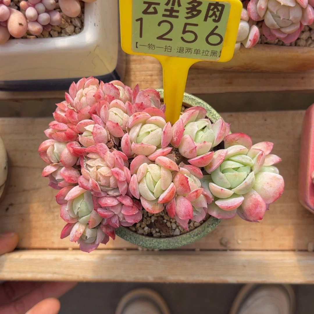 @***妖云尘多肉一物一拍1256