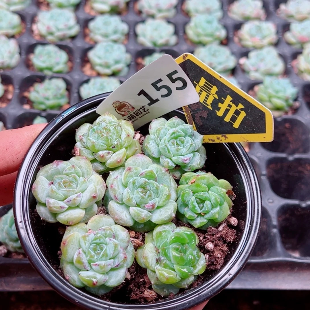 多肉植物多肉植物