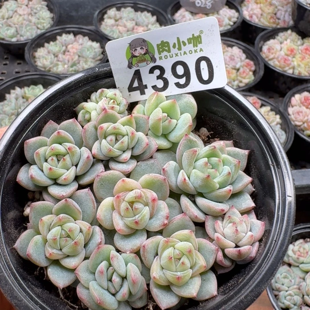 多肉植物多肉植物