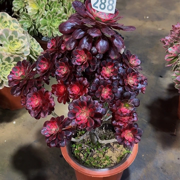 红陶香奈尔2880000