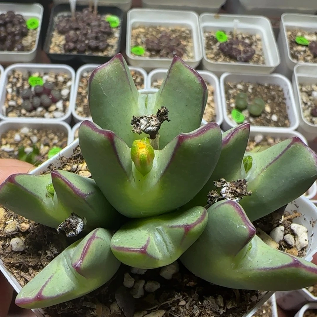 嘟嘟嘴少将多肉植物959