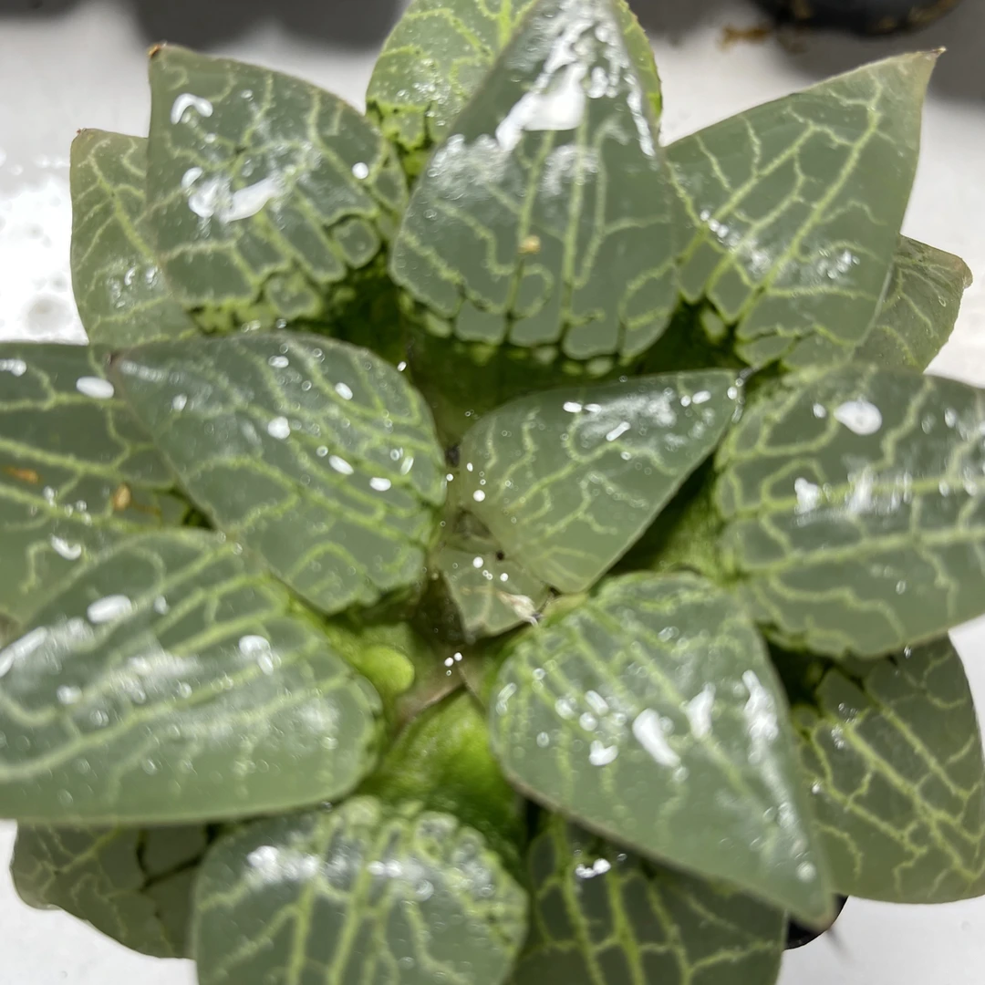 十二卷多肉植物水晶康平101（满18包邮）