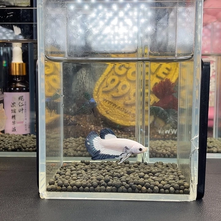 斗鱼04号924早青花