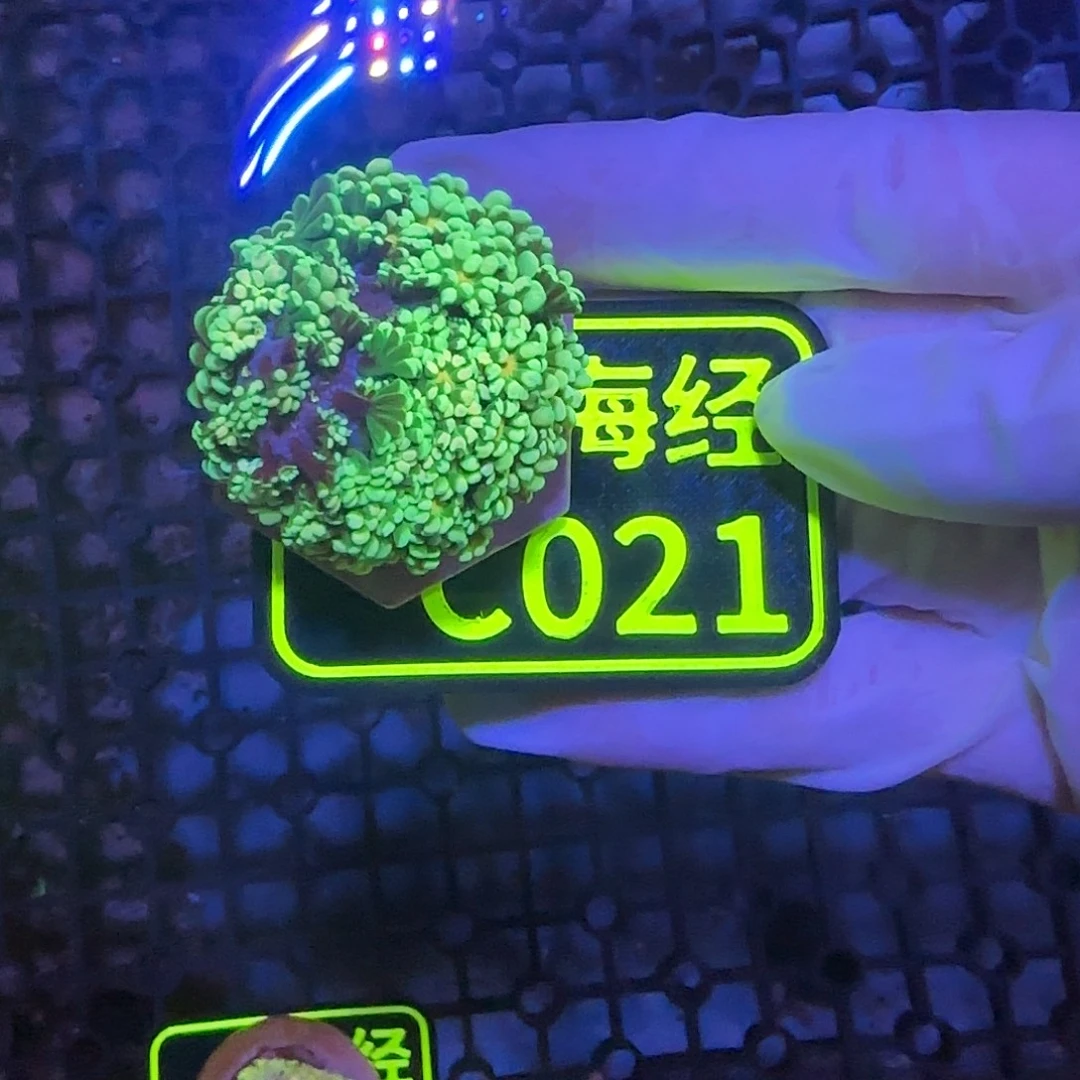 *****纽扣珊瑚晓晓不包邮幻彩茉莉C021