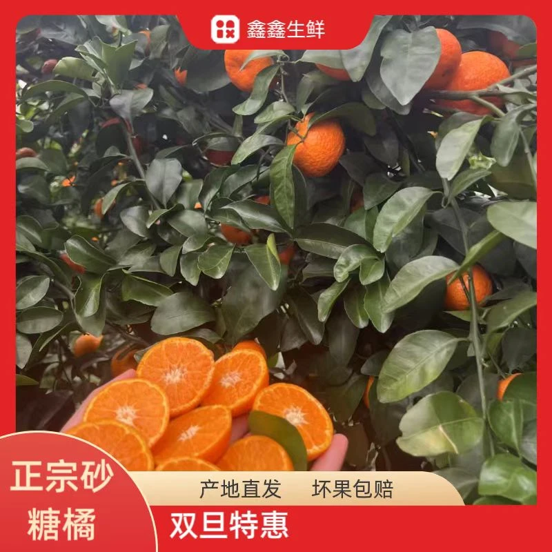 精品正宗广西砂糖橘新鲜水果超甜橘子无籽沙糖桔子