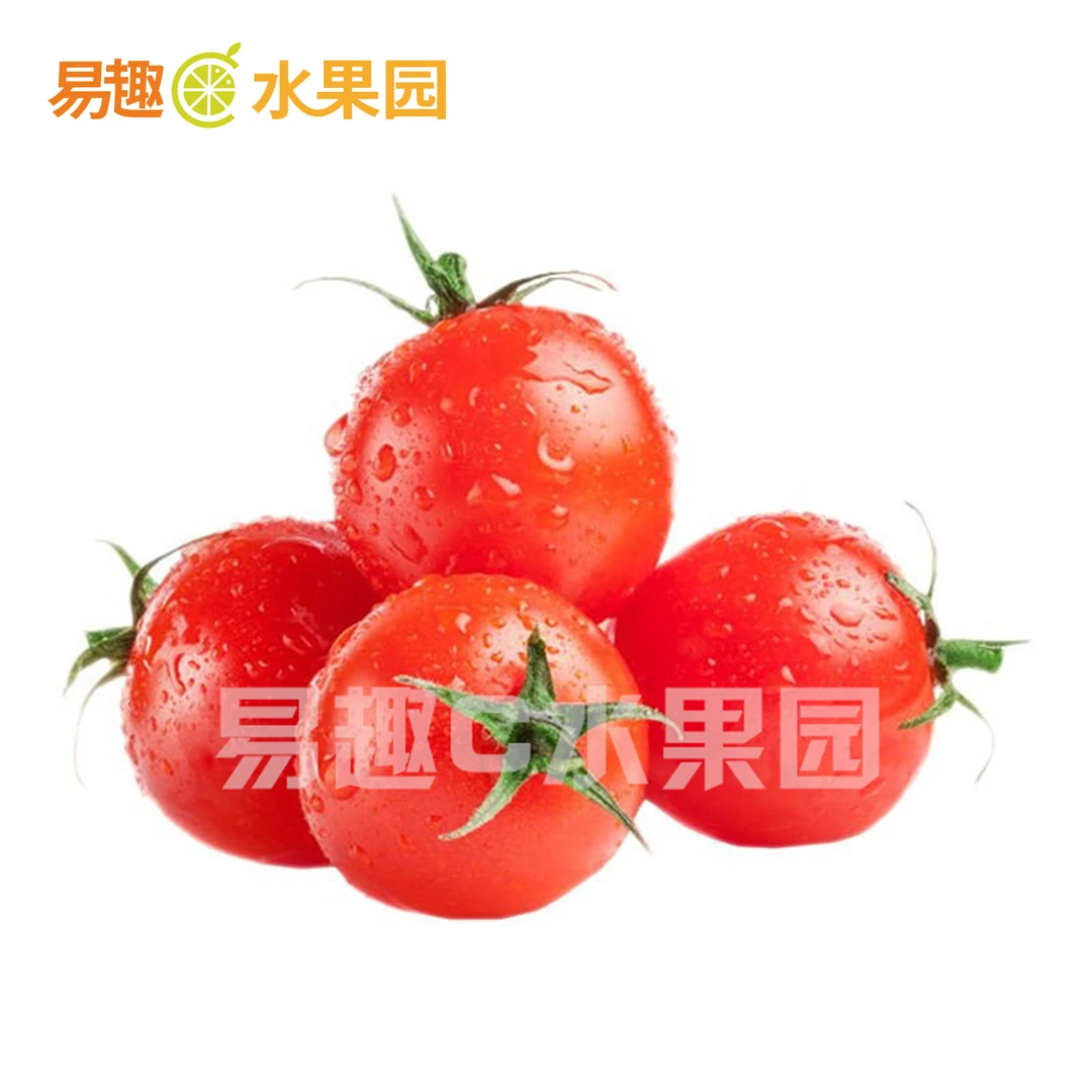 HF 玲珑小番茄（精品） 【21.8/500g】番茄同城配