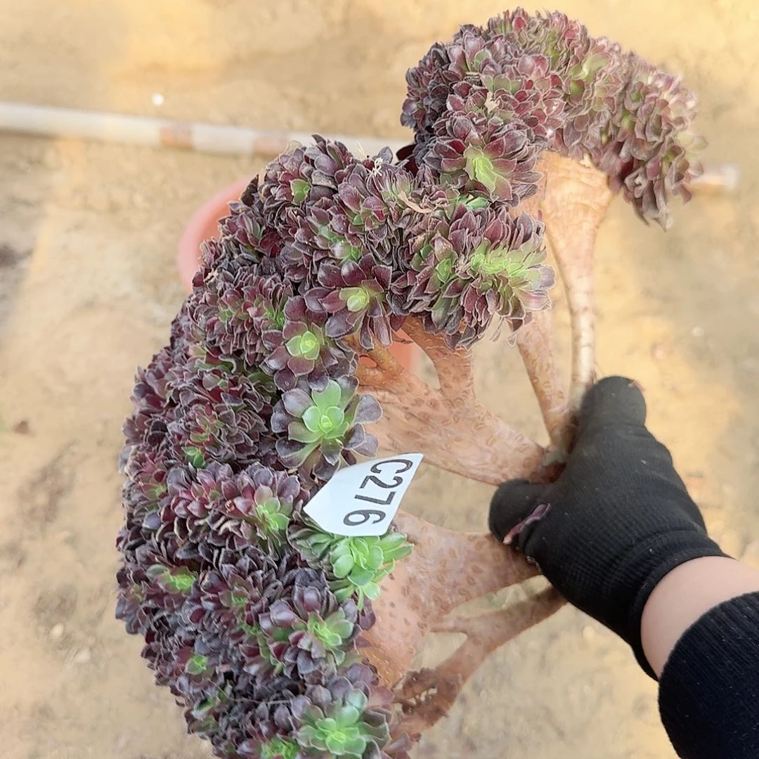 276欧紫砍头一颗